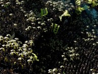 Foto: Barra: Barra Amsterdam &bull; Club: Peñarol