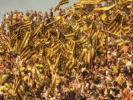 Foto: Barra: Barra Amsterdam • Club: Peñarol