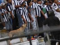 Foto: "Perro en la cancha" Barra: Comando SVR • Club: Alianza Lima • País: Peru