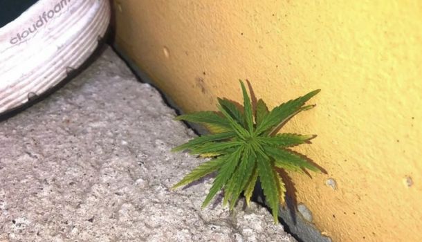 Creció una planta de marihuana en el estadio de Peñarol. "El fútbol es alegría"