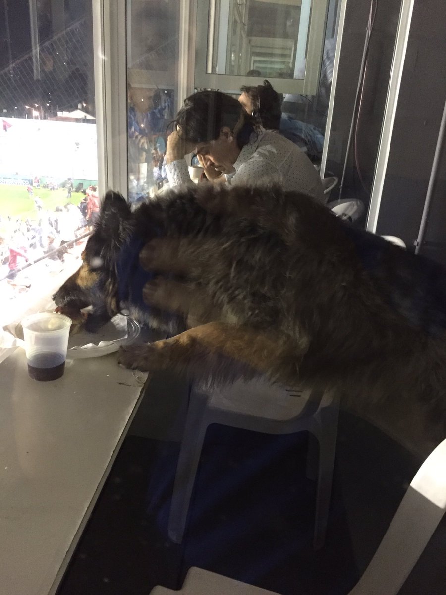 Durante el encuentro entre River y Arsenal, el animal aprovechó el descuido de los periodistas y arrasó con el servicio de catering del estadio. No te pierdas el divertido momento. jajajajaja